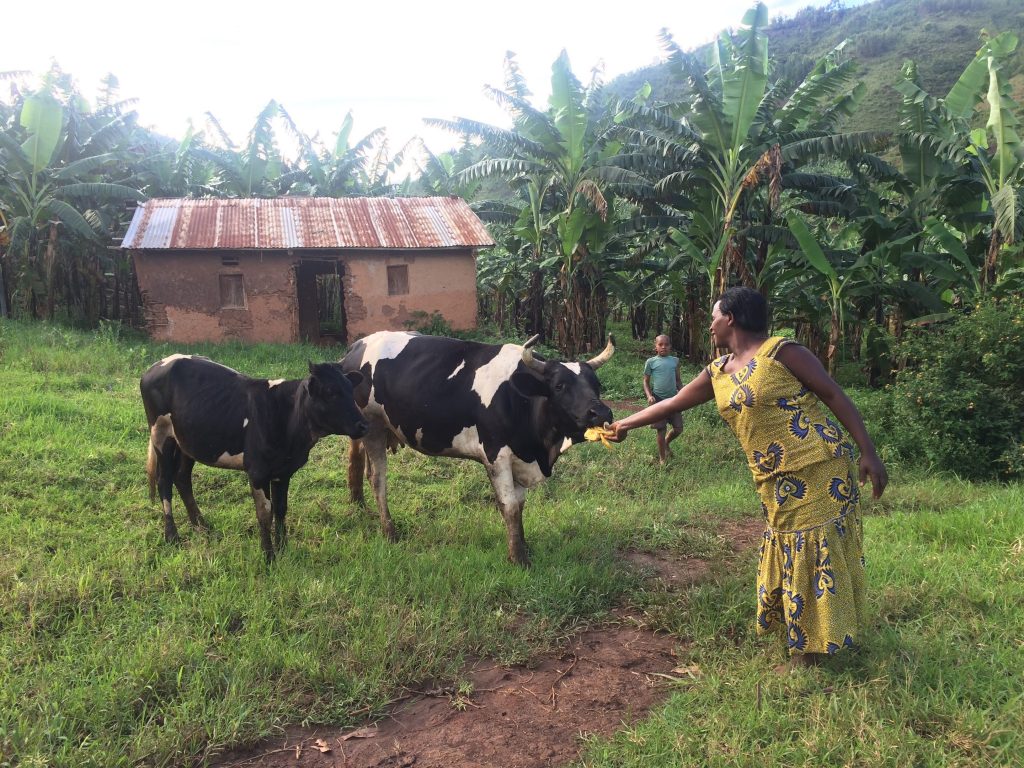 A woman feeding the cows that she was given through KOICA (Korean International Cooperation Agency). 