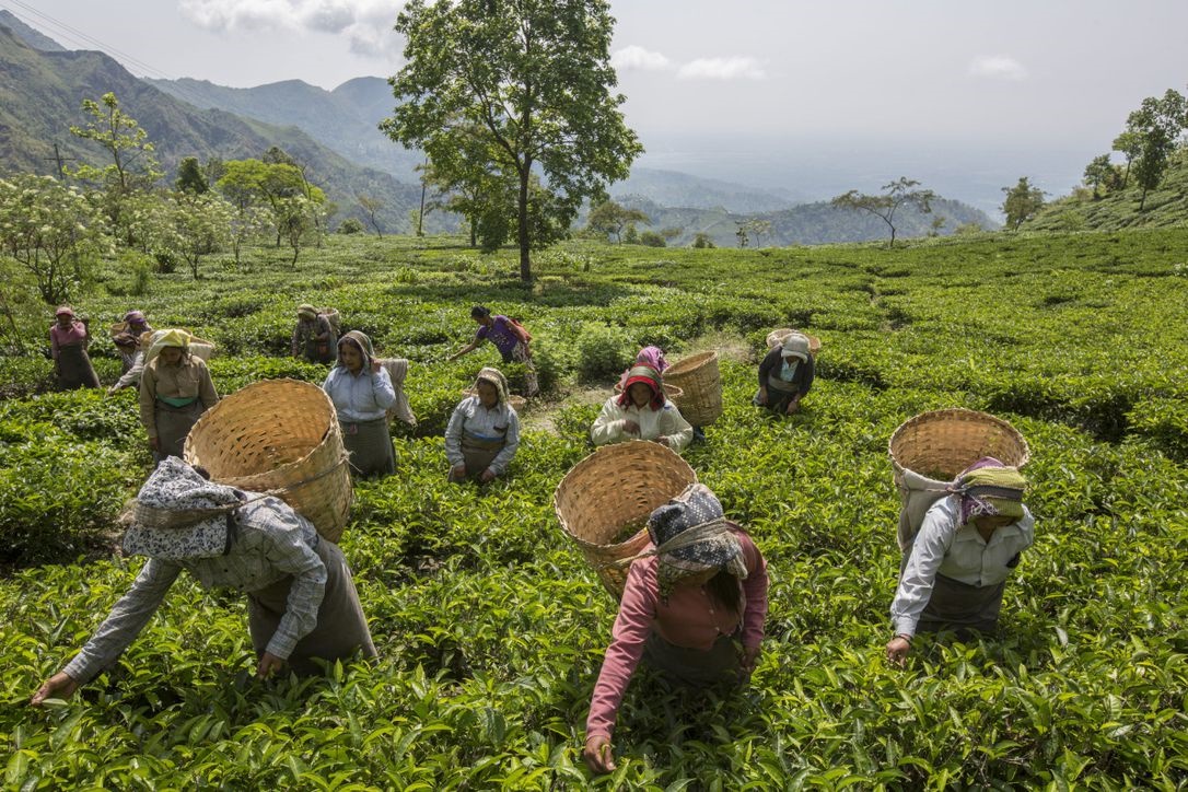 Tea Tastes of Culture… and Environmental Impact